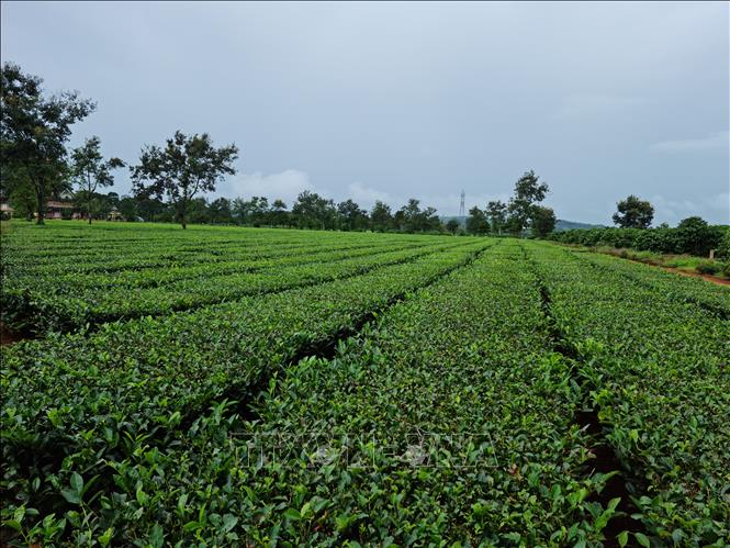 Trong ảnh: Diện tích chè của các hộ dân xã Nghĩa Hưng nằm trong phương án quản lý, sử dụng hơn 585ha do Ủy ban nhân dân huyện Chư Păh quản lý. Ảnh: Hồng Điệp - TTXVN