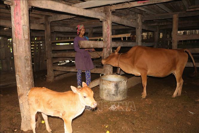Trong ảnh: Người Lô Lô ở xóm Ngoàm Lồm, xã Cô Ba (Bảo Lạc, Cao Bằng) chăn nuôi bò phát triển kinh tế. Ảnh: Chu Hiệu - TTXVN