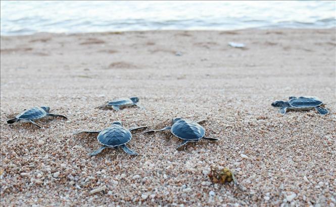 Cá thể rùa trưởng thành thuộc bộ rùa biển gồm rùa xanh, đồi mồi và quản đồng được thả về lại môi trường sống tự nhiên ở Khu dự trữ sinh quyển Núi Chúa. Ảnh: Nguyễn Thành – TTXVN