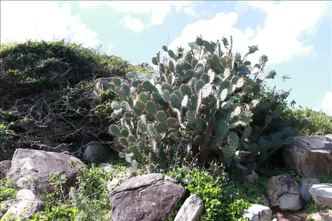 Xương rồng là cây đặc trưng chịu hạn ở Khu dự trữ sinh quyển Núi Chúa. Ảnh: Nguyễn Thành - TTXVN