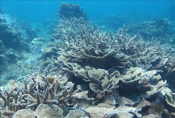 Photo: A coral reef in Nui Chua Nature Reserve. VNA Photo
