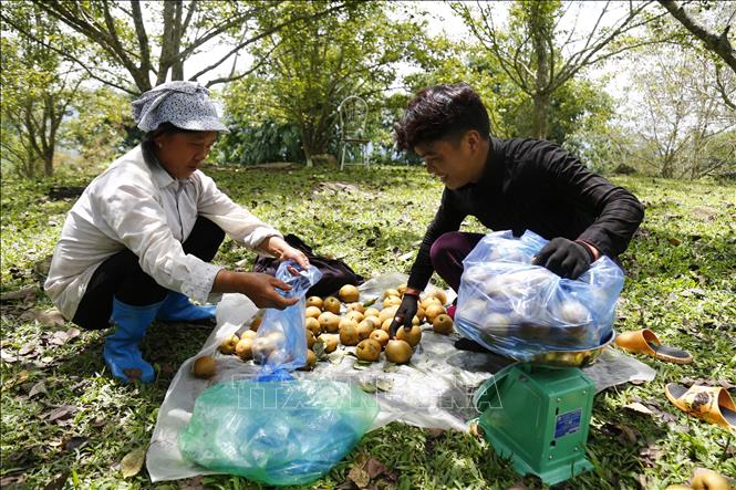 Người dân xã Hồng Thái thu hoạch quả lê. Ảnh: Nam Sương - TTXVN