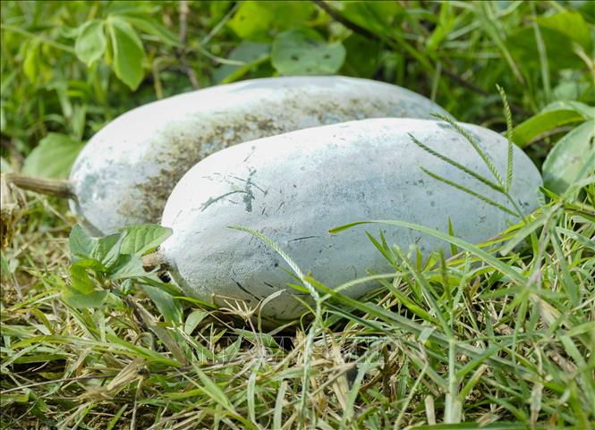 Trong ảnh: Sảnh phẩm bí xanh tại xã Tìa Dình (huyện Điện Biên Đông, tỉnh Điện Biên). Ảnh: Xuân Tư – TTXVN