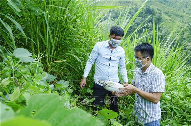Trong ảnh: Cán bộ phòng Nông nghiệp huyện Điện Biên Đông kiểm tra sản phẩm bí xanh Tìa Dình. Ảnh: Xuân Tư – TTXVN