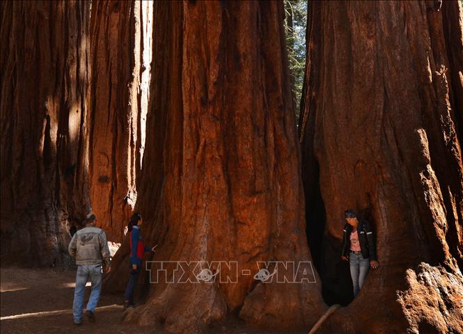 Trong ảnh (tư liệu): Cây cự sam General Sherman lớn nhất thế giới trong vườn quốc gia Sequoia ở California, Mỹ. Ảnh: AFP/TTXVN