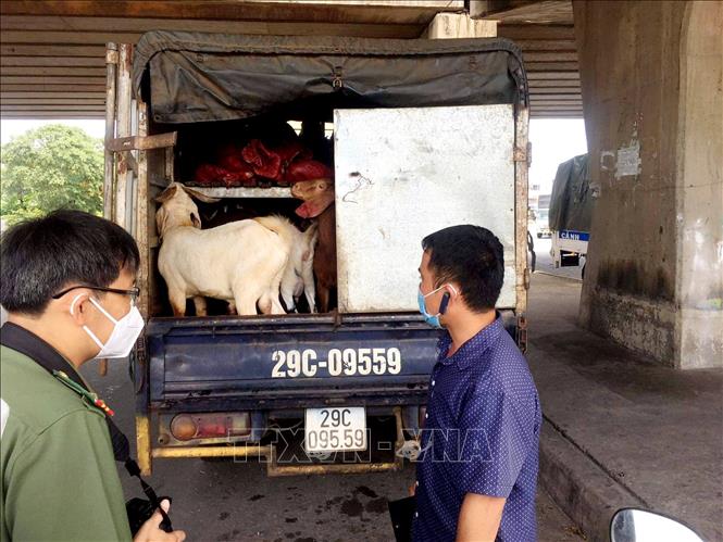 Trong ảnh: Cơ quan chức năng phát hiện xe chở động vật không có giấy kiểm dịch. Ảnh: Thành Chung - TTXVN