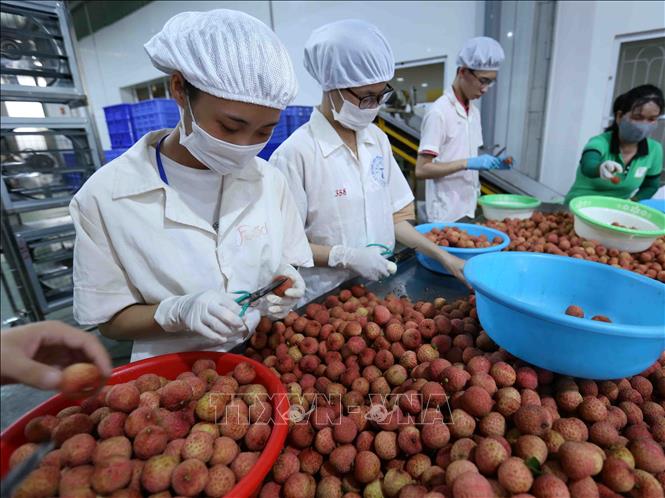 Trong ảnh: Phân loại sản phẩm quả vải thiều tươi đủ tiêu chuẩn xuất khẩu vào thị trường Nhật Bản tại nhà máy của Công ty Cổ phần Xuất nhập khẩu thực phẩm Toàn Cầu (Bắc Giang). Đây là một trong ba doanh nghiệp đầu tiên được Bộ Nông-Lâm-Ngư nghiệp Nhật Bản cấp chứng nhận đủ điều kiện xử lý và đóng gói quả vải tươi của Việt Nam xuất khẩu sang thị trường Nhật Bản. Ảnh: Vũ Sinh – TTXVN