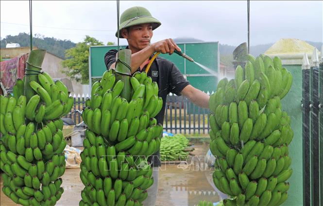 Trong ảnh: Nhờ trồng chuối Laba đặc sản xuất khẩu sang Nhật Bản mà nhiều hộ dân ở xã Đạ K’Nàng (huyện Đam Rông, tỉnh Lâm Đồng) mang lại thu nhập 500 – 600 triệu đồng/ha chuối mỗi năm. Ảnh: Nguyễn Dũng – TTXVN