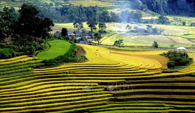Photo: Stunning terraced rice field guarantees to wake everyone’s wanderlust. VNA Photo: Quý Trung 
