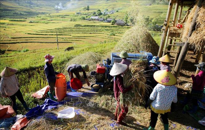 Photo: Farmers harvest rice in the terraces in Ta Leng commune, Tam Duong district. VNA Photo: Quý Trung 