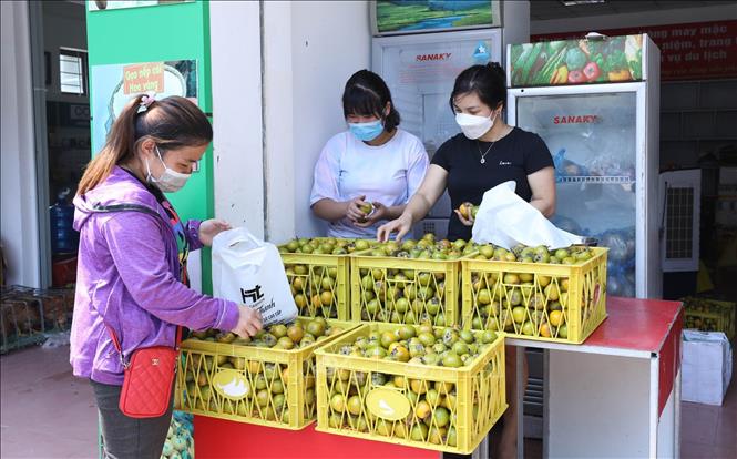 Trong ảnh: Sản phẩm OCOP hồng Vành Khuyên (Văn Lãng, Lạng Sơn) được bán tại Trung tâm Khuyến công và Xúc tiến thương mại, Sở Công Thương tỉnh Lạng Sơn. Ảnh: Anh Tuấn – TTXVN