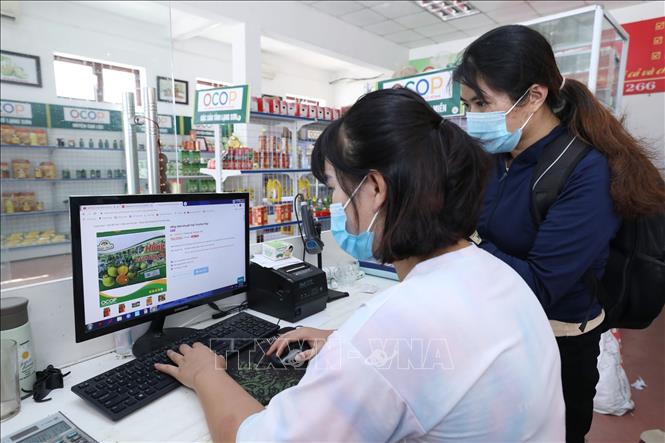 Trong ảnh: Trung tâm Khuyến công và Xúc tiến thương mại, Sở Công Thương tỉnh Lạng Sơn hỗ trợ kết nối, chào bán và đăng thông tin về sản phẩm Hồng Vành Khuyên trên mạng xã hội và trên các sàn giao dịch thương mại điện tử như: Facebook, Zalo, Voso, sàn giao dịch thương mại điện tử tỉnh Lạng Sơn ECLS… Ảnh: Anh Tuấn - TTXVN