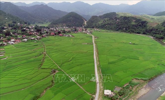 Trong ảnh: Cánh đồng lúa xanh mướt tại xã Ngọc Chiến, huyện Mường La, tỉnh Sơn La. Ảnh: Quang Quyết-TTXVN