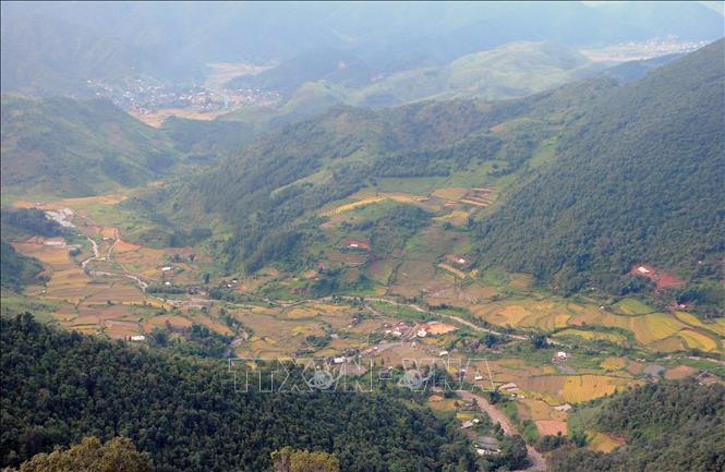 Trong ảnh: Mùa lúa chín tại xã Ngọc Chiến, huyện Mường La, tỉnh Sơn La. Ảnh: Quang Quyết-TTXVN