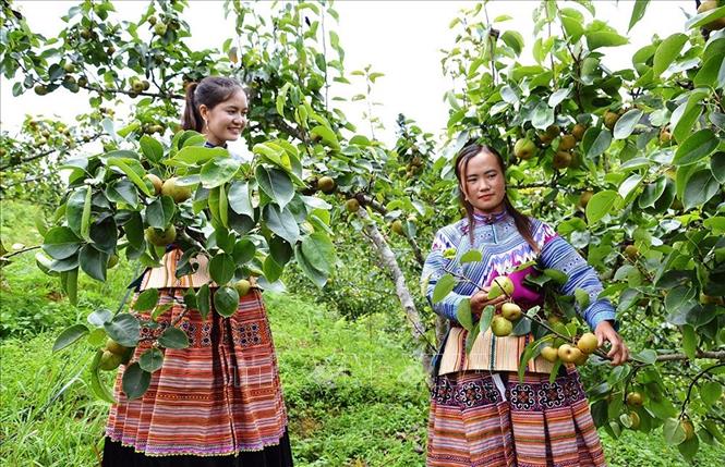 Thiếu nữ dân tộc thu hoạch lê Tai nung tại huyện Simacai, Lào Cai. Ảnh: Quốc Khánh - TTXVN