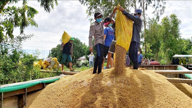 Lúa năm nay có giá từ 4.200 - 5.600 đồng/kg, tùy giống lúa (thấp hơn vụ lúa Thu Đông năm 2020) nhưng người trồng lúa vẫn có lời. Ảnh: Thu Hiền - TTXVN

