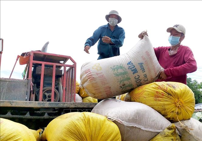 Để tạo điều kiện cho người dân thu hoạch lúa, đồng thời đảm bảo an toàn phòng, chống dịch, người lao động ở các địa phương khác khi tham gia các hoạt động cắt, vát, thu mua lúa đều phải được xét nghiệm âm tính với SARS-CoV-2. Ảnh: Thu Hiền - TTXVN