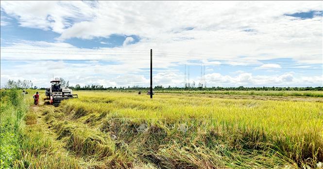 Nhiều cánh đồng lúa Thu Đông 2021 ở Cần Thơ đến thời điểm thu hoạch gặp thời tiết mưa nên ảnh hưởng đến năng suất lúa. Ảnh: Thu Hiền - TTXVN