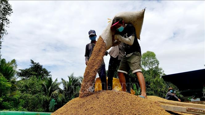 Năng suất lúa vụ Thu Đông năm nay khoảng 5,53 tấn/ha. Ảnh: Thu Hiền - TTXVN