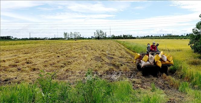 Diện tích thu hoạch lúa ở Cần Thơ được hệ thống thương lái phục vụ thu mua lúa đáp ứng đủ. 
Ảnh: Thu Hiền - TTXVN