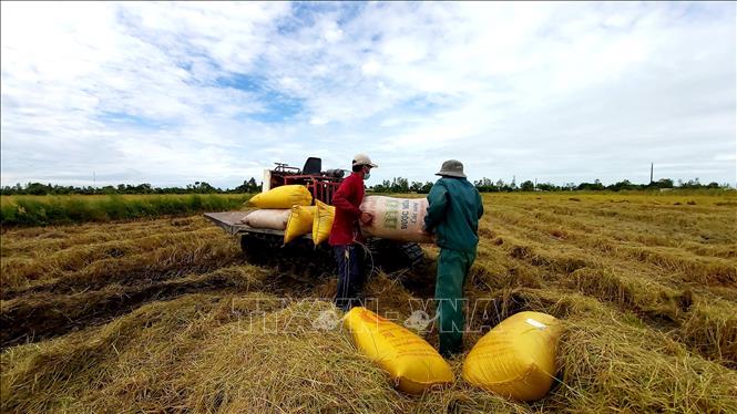Đến thời điểm này, lúa Thu Đông ở Cần Thơ đã được thu hoạch khoảng 17.000 ha, năng suất khoảng 5,53 tấn/ha. Ảnh: Thu Hiền - TTXVN
