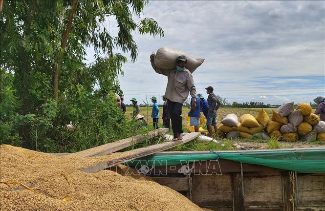 Nhiều địa phương đã nới lỏng giãn cách xã hội xuống Chỉ thị 15 đã tạo điều kiện thuận lợi cho nhân công tham gia thu hoạch lúa. Ảnh: Thu Hiền - TTXVN