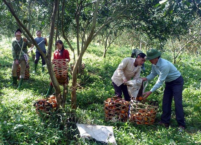 Cam sành Hàm Yên là một trong những cây trồng chủ lực giúp nhiều người dân huyện Hàm Yên (Tuyên Quang) vươn lên thoát nghèo và ổn định cuộc sống, từng bước chuyển đổi sang sản xuất nông nghiệp hữu cơ, thâm canh cam theo quy trình VietGAP. Ảnh: Quang Đán - TTXVN