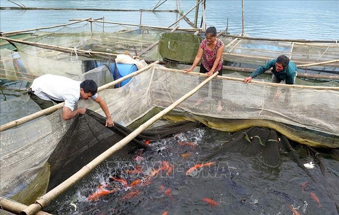 Người dân thị trấn Na Hang (Tuyên Quang) phát triển mô hình nuôi cá lồng theo tiêu chuẩn VietGAP ở lòng hồ thủy điện Tuyên Quang mang lại hiệu quả kinh tế cao, tạo việc làm cho hàng nghìn lao động và góp phần giảm nghèo bền vững. Ảnh: Văn Tý - TTXVN