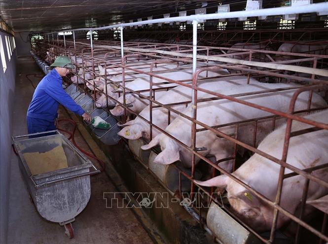 Tỉnh Tuyên Quang thực hiện đề án Tái cơ cấu ngành nông nghiệp đến năm 2020 theo hướng nâng cao chất lượng giá trị sản phẩm và phát triển bền vững, tập trung ưu tiên phát triển ứng dụng khoa học công nghệ vào sản xuất nông nghiệp theo quy trình tiên tiến, thân thiện với môi trường, đảm bảo an toàn sinh học và vệ sinh an toàn thực phẩm. Ảnh: Vũ Sinh - TTXVN