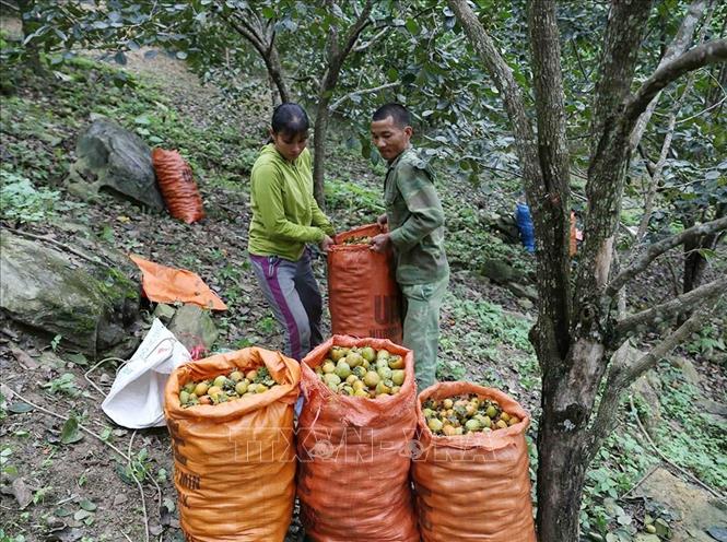 Cam sành Hàm Yên là một trong những cây trồng chủ lực giúp nhiều người dân huyện Hàm Yên (Tuyên Quang) vươn lên thoát nghèo và ổn định cuộc sống, từng bước chuyển đổi sang sản xuất nông nghiệp hữu cơ, thâm canh cam theo quy trình VietGAP. Ảnh: Vũ Sinh - TTXVN