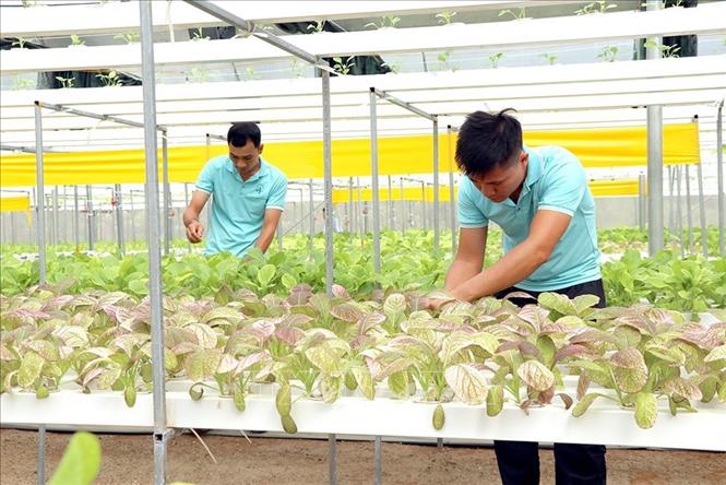 Khu sản xuất rau theo phương pháp thủy canh với diện tích hơn 1000 mét vuông được anh Nguyễn Việt Lâm (thôn Gốc Quéo, xã Kháng Nhật, huyện Sơn Dương, tỉnh Tuyên Quang) đầu tư hơn 1 tỷ đồng, giúp gia đình anh nâng cao thu nhập. Ảnh: Quang Cường – TTXVN