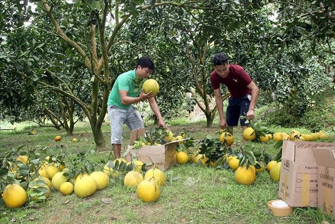 Nhiều năm trở lại đây, cây bưởi Diễn đang trở thành cây làm giàu của người dân xã Phúc Ninh, huyện Yên Sơn, tỉnh Tuyên Quang. Ảnh: Quang Cường - TTXVN