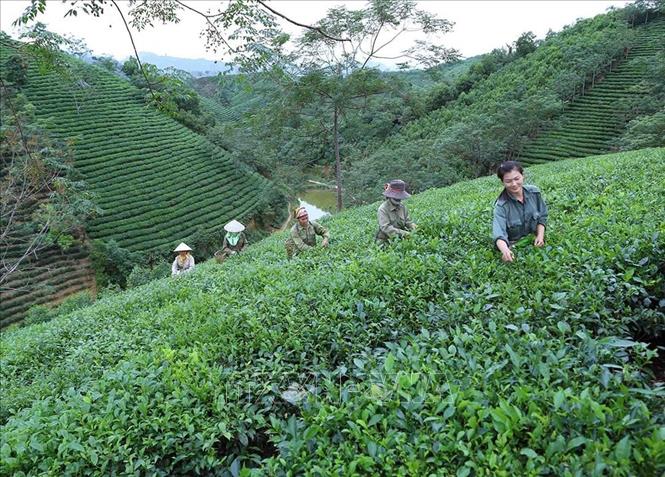 Tuyên Quang tiếp tục xác định cây chè là cây trồng chủ lực được tập trung phát triển, góp phần nâng cao đời sống người lao động, tạo sự ổn định về kinh tế - xã hội ở khu vực nông thôn. Ảnh: Vũ Sinh - TTXVN
