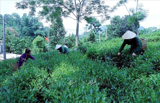 Tỉnh Tuyên Quang có hơn 8.700 ha chè, tổng sản lượng búp tươi hàng năm đạt trên 65.000 tấn/năm. Các công ty, hợp tác xã sản xuất chè trên địa bàn tỉnh đã chú trọng sản xuất chè sạch, nhờ vậy, giá trị và thương hiệu của sản phẩm chè Tuyên Quang được nâng cao và có sức cạnh tranh trên thị trường. Ảnh: Quang Đán – TTXVN