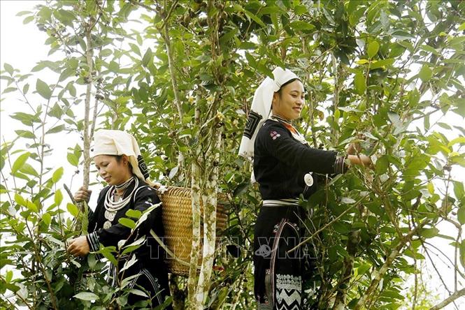 Sản phẩm chè Shan tuyết Na Hang (xã Hồng Thái, huyện Na Hang) đã được cấp nhãn hiệu hàng hóa, tem truy xuất nguồn gốc, xuất xứ, được thị trường trong và ngoài tỉnh ưa chuộng, là một trong số 2 sản phẩm OCOP được đánh giá 4 sao của tỉnh Tuyên Quang. Ảnh: Nam Sương - TTXVN
