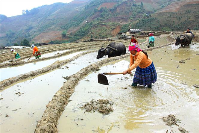 Người dân xã Bản Công, huyện Trạm Tấu - một trong 2 huyện tập trung đông người Mông nhất của tỉnh, hăng say lao động sản xuất nông nghiệp những ngày Tết cổ truyền của người Mông, trái với việc trước đây là nghỉ ngơi cả tháng để ăn Tết. Ảnh: Thế Duyệt – TTXVN