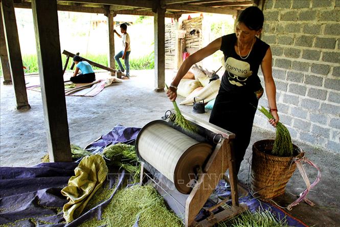 Cốm Tú Lệ - món ngon được mệnh danh là “tinh hoa ẩm thực” của dân tộc Thái vùng đất xã Tú Lệ, huyện Văn Chấn, Yên Bái, trở thành đặc sản có một không hai nổi tiếng khắp vùng Tây Bắc. Ảnh: Thế Duyệt – TTXVN 