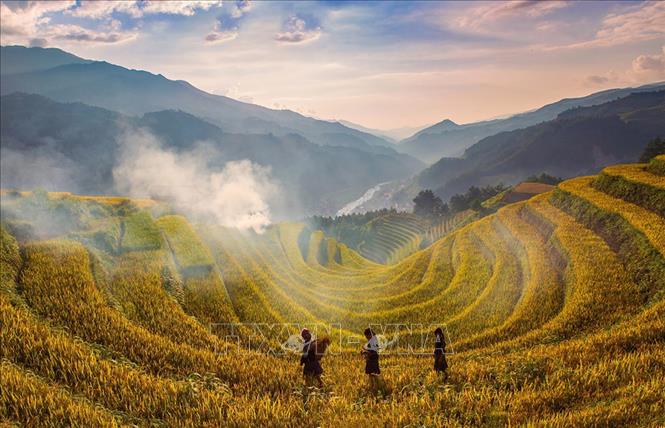 Vào mùa lúa chín hằng năm, khu ruộng bậc thang Mù Cang Chải, huyện Mù Cang Chải thu hút nhiều khách du lịch đổ về tham quan. Tại Quyết định 1954/QĐ-TTg ngày 31/12/2019, Thủ tướng Chính phủ đã quyết định xếp hạng Danh lam thắng cảnh Ruộng bậc thang Mù Cang Chải là Di tích quốc gia đặc biệt. Ảnh: Đỗ Tuấn Anh - TTXVN