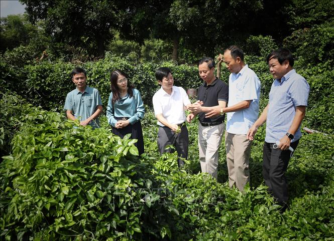Trong ảnh: Các cấp chính quyền địa phương đến thăm quan vườn sâm ở thôn Đồng Sen, xã Việt Lập, huyện Tân Yên (Bắc Giang), để hỗ trợ phát triển nguồn sâm quý này. Ảnh: Danh Lam-TTXVN