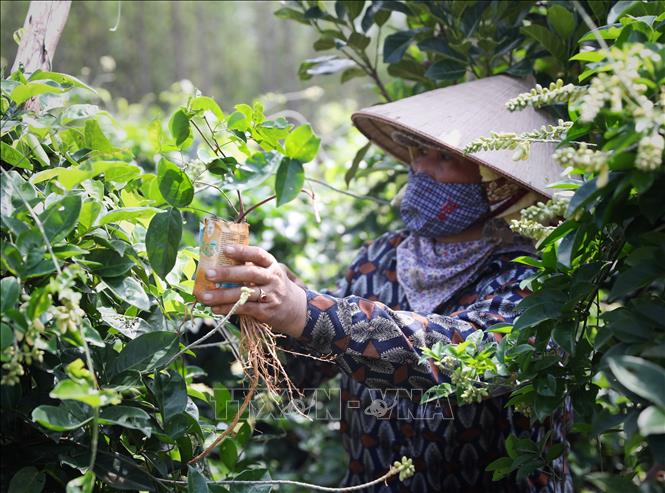 Trong ảnh: Bà con trồng, chăm sóc vườn Sâm nam Núi Dành ở thôn Đồng Sen, xã Việt Lập, huyện Tân Yên (Bắc Giang). Ảnh: Danh Lam-TTXVN