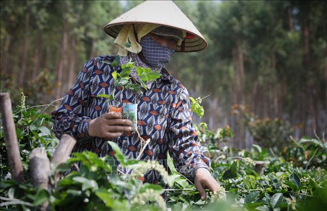 Trong ảnh: Bà con trồng, chăm sóc vườn Sâm nam Núi Dành ở thôn Đồng Sen, xã Việt Lập, huyện Tân Yên (Bắc Giang). Ảnh: Danh Lam-TTXVN