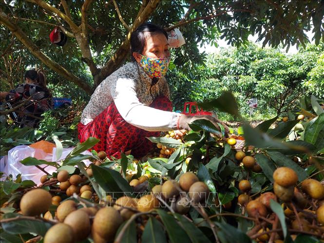 Trong ảnh: Mặc dù giá nhãn chỉ 8.000 đồng/kg khiến vụ nhãn này bị lỗ nhưng chị Phan Hồng Xuyến, quận Ô Môn, vẫn vui vì nhãn bán được sẽ bù phần nào tiền phân, thuốc. Ảnh: Thu Hiền - TTXVN