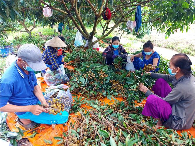 Trong ảnh: Quận Ô Môn cũng đã nới lỏng xã hội nên việc thu hoạch nhãn của người dân dễ dàng hơn. Ảnh: Thu Hiền - TTXVN
