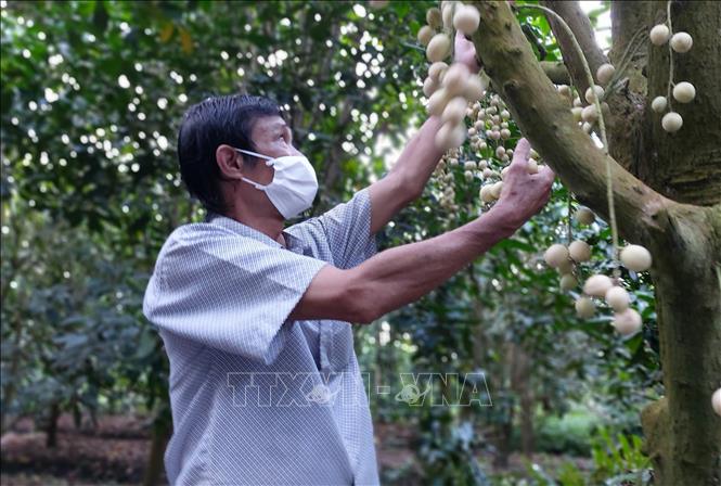 Trong ảnh: Nhờ vườn dâu năm nay chín muộn nên ông Nguyễn Hữu Thái, huyện Phong Điền, bán được giá từ 10.000 - 11.000 đồng/kg. Ảnh: Thu Hiền - TTXVN