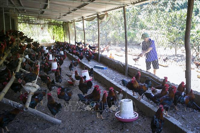 Trong ảnh: Gà ri lạc Thủy đang được nuôi và duy trì nguôn gen tại Hợp tác xã hữu cơ công nghệ cao Hải Đăng, xã Yên Bình, huyện Lạc Thủy. Ảnh: Trọng Đạt-TTXVN