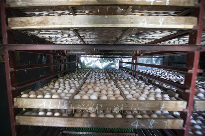 Trong ảnh: Trứng gà ri Lạc Thủy được ấp tại Hợp tác xã hữu cơ công nghệ cao Hải Đăng. Ảnh: Trọng Đạt-TTXVN
