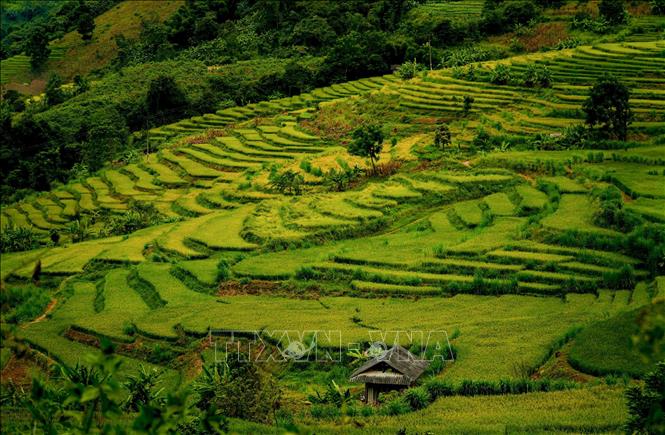 Trong ảnh: Những thửa ruộng bậc thang trải dài theo sườn núi. Ảnh: Xuân Tư – TTXVN