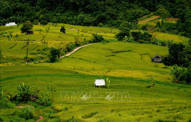 Trong ảnh: Những ngôi nhà nhỏ của người dân nằm xen kẽ giữa cánh đồng. Ảnh: Xuân Tư – TTXVN