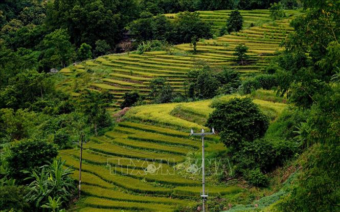 Trong ảnh: Những thửa ruộng tầng tầng lớp lớp tạo nên khung cảnh thơ mộng ở Tà Lèng. Ảnh: Xuân Tư – TTXVN