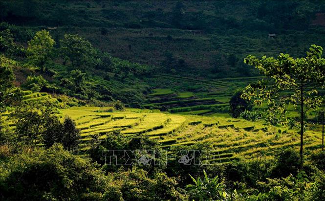 Trong ảnh: Vẻ đẹp ruộng bậc thang Tà Lèng thơ mộng trong nắng chiều thu. Ảnh: Xuân Tư – TTXVN